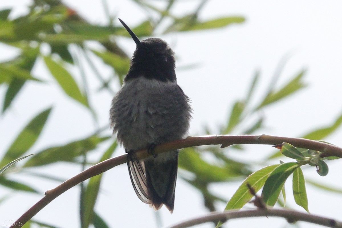 Black-chinned Hummingbird - ML620188194