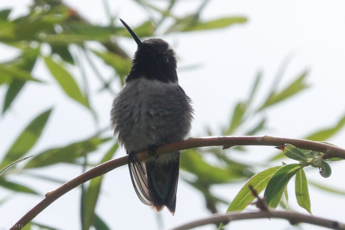 Colibri à gorge noire - ML620188194