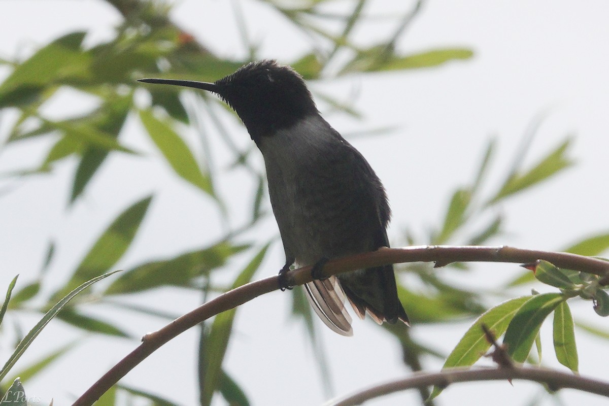 Black-chinned Hummingbird - ML620188195
