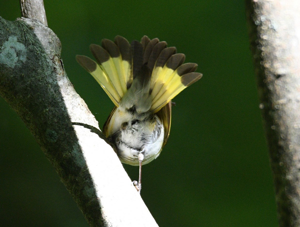 American Redstart - ML620188200