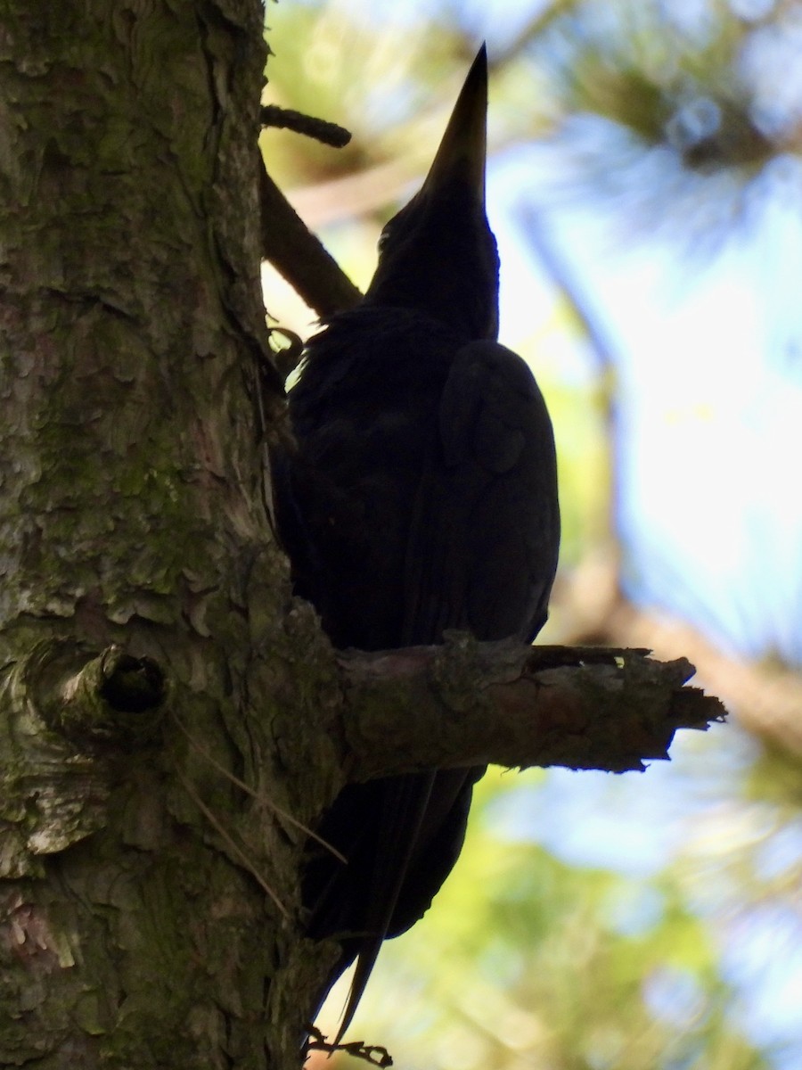 Black Woodpecker - ML620188204
