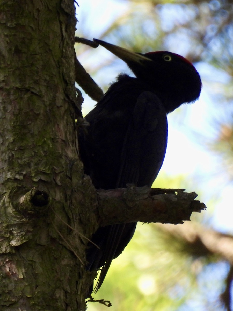 Black Woodpecker - ML620188205
