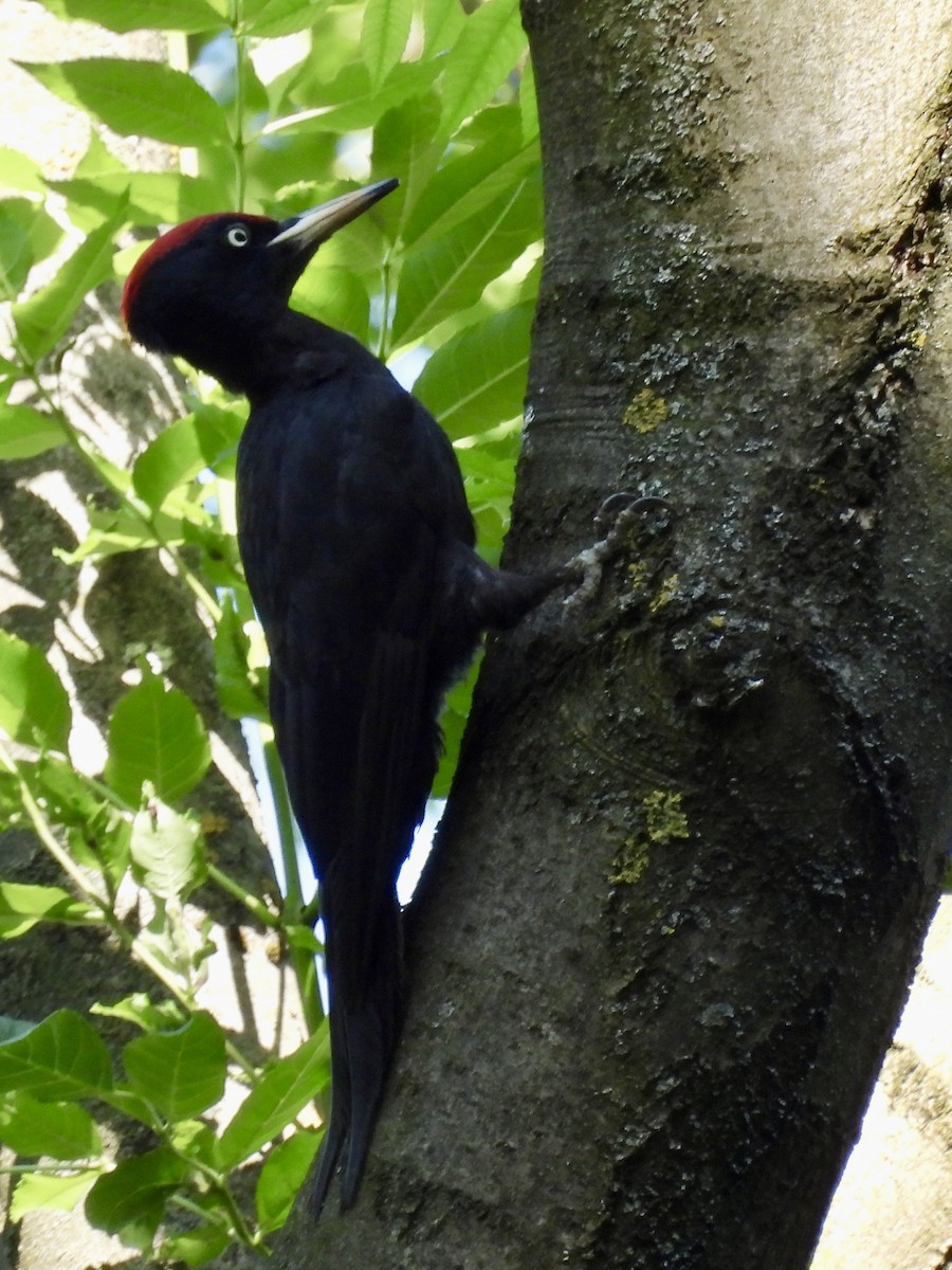 Black Woodpecker - ML620188207