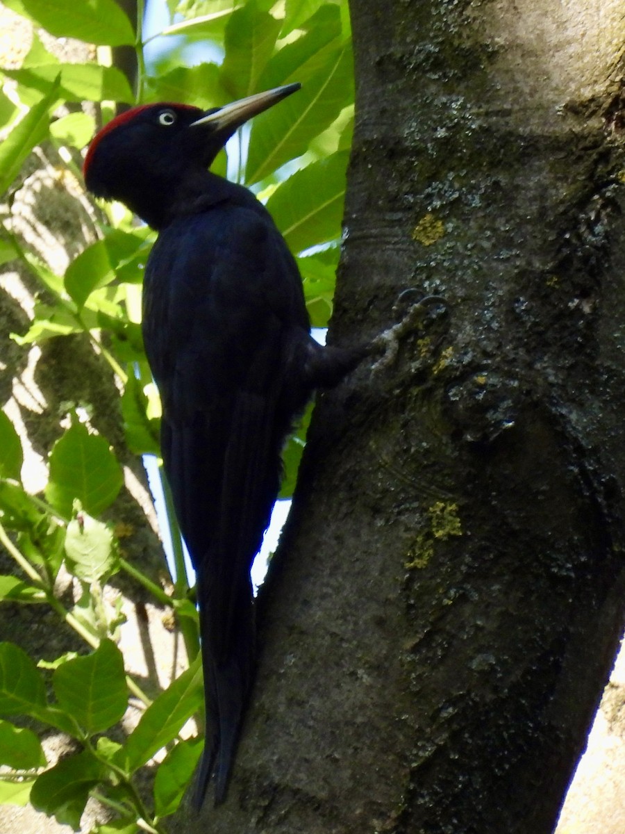 Black Woodpecker - ML620188208