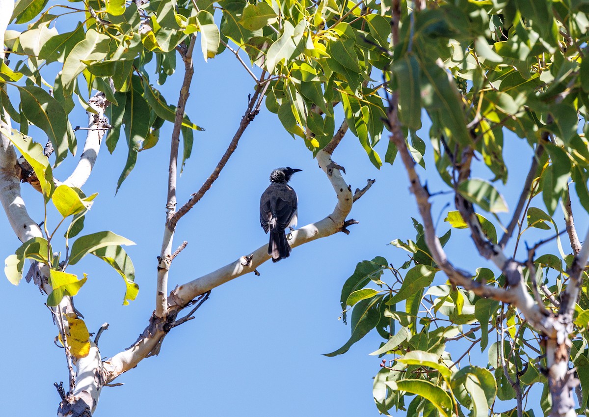 Silver-crowned Friarbird - ML620188209