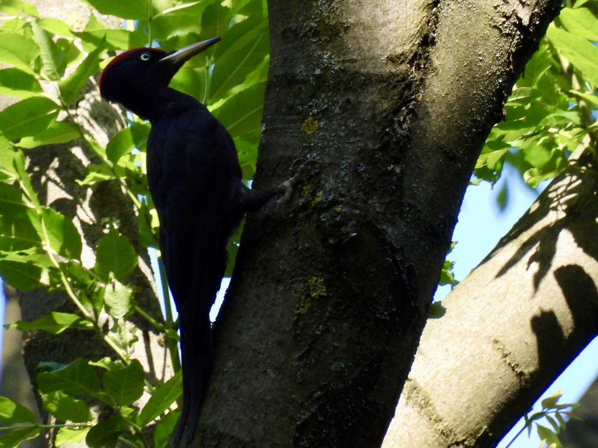 Black Woodpecker - ML620188210