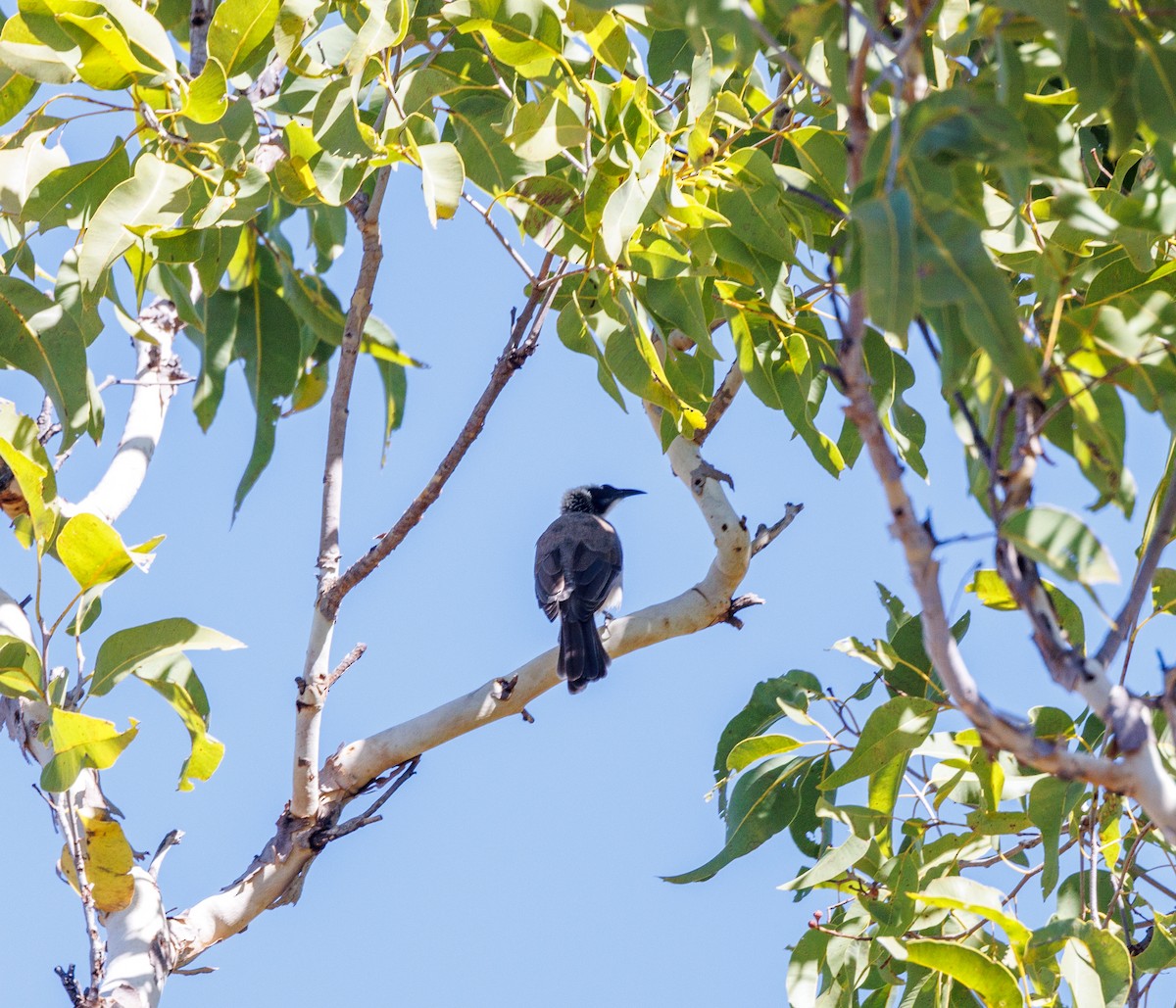 Silver-crowned Friarbird - ML620188212