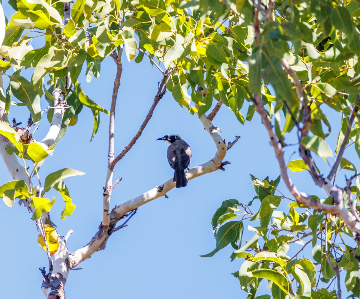 Silver-crowned Friarbird - ML620188213