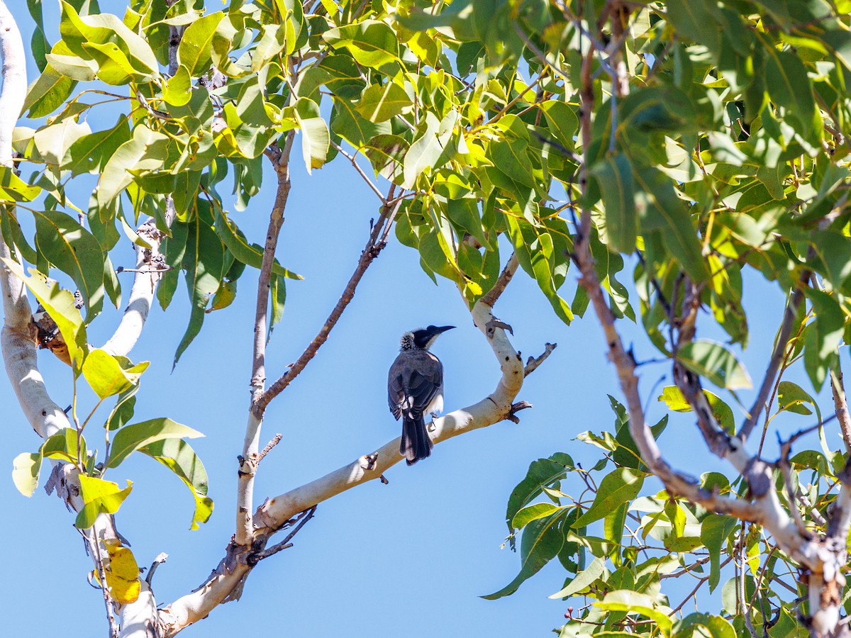 Silver-crowned Friarbird - ML620188214