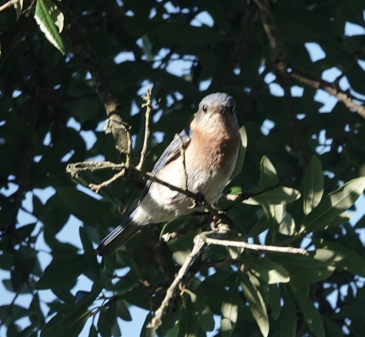 Eastern Bluebird - ML620188215