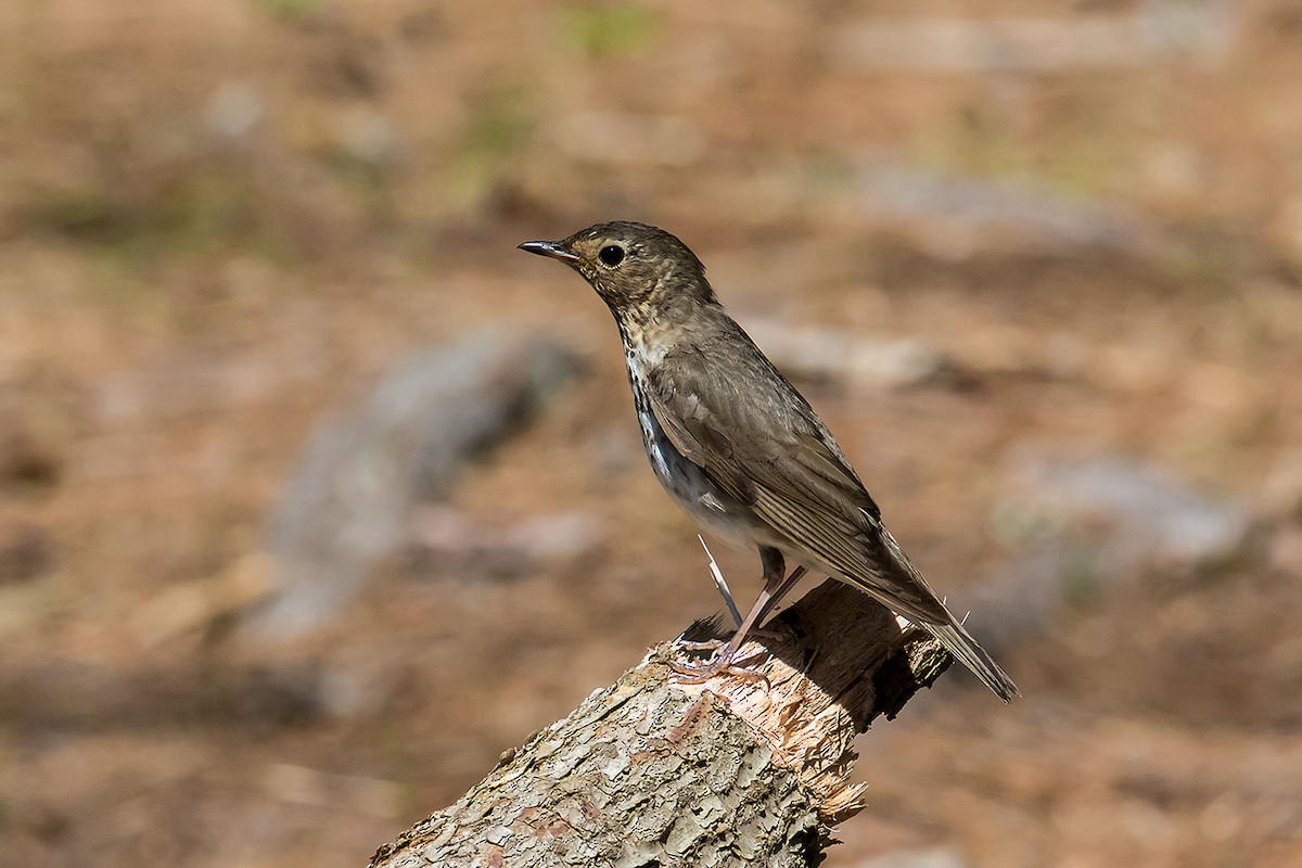 Swainson's Thrush - ML620188216