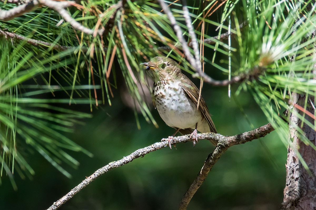 Swainson's Thrush - ML620188217