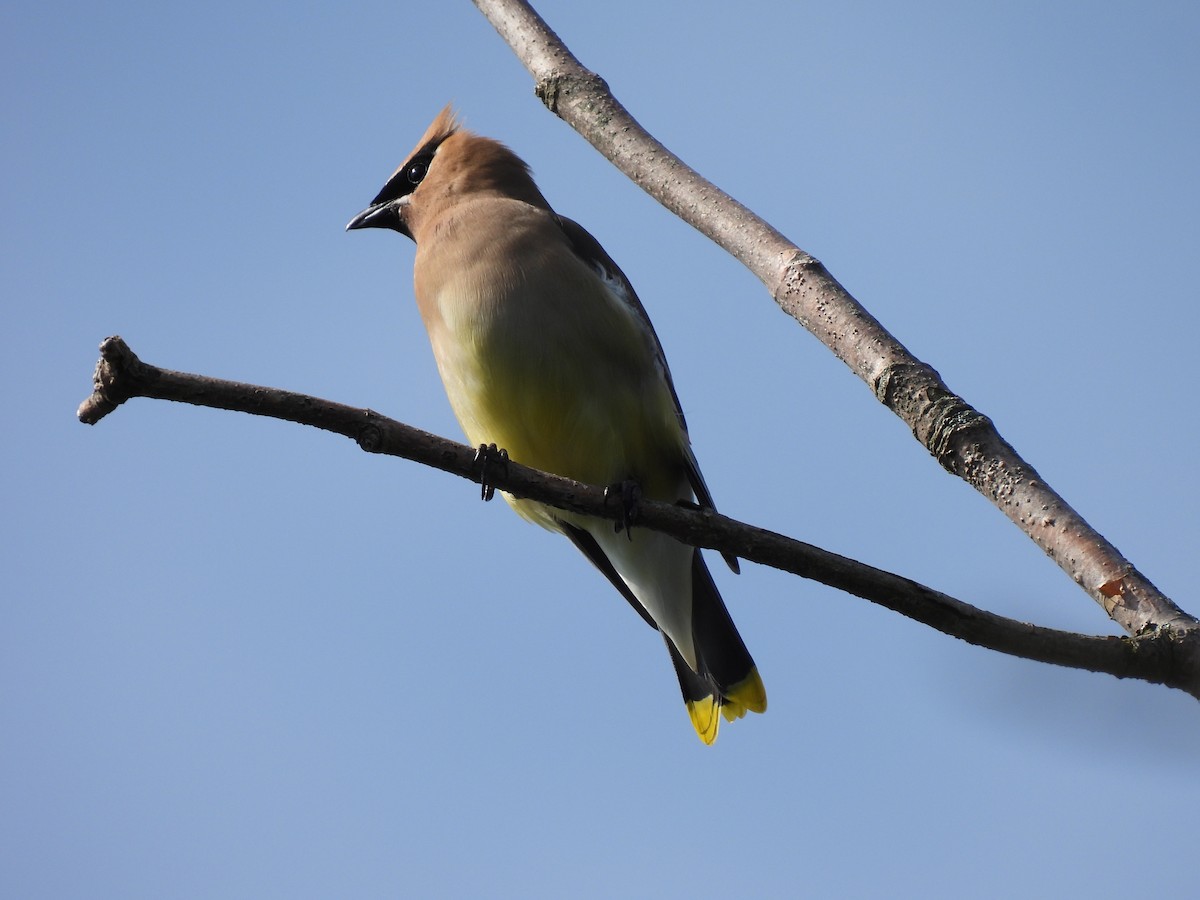 Cedar Waxwing - ML620188220