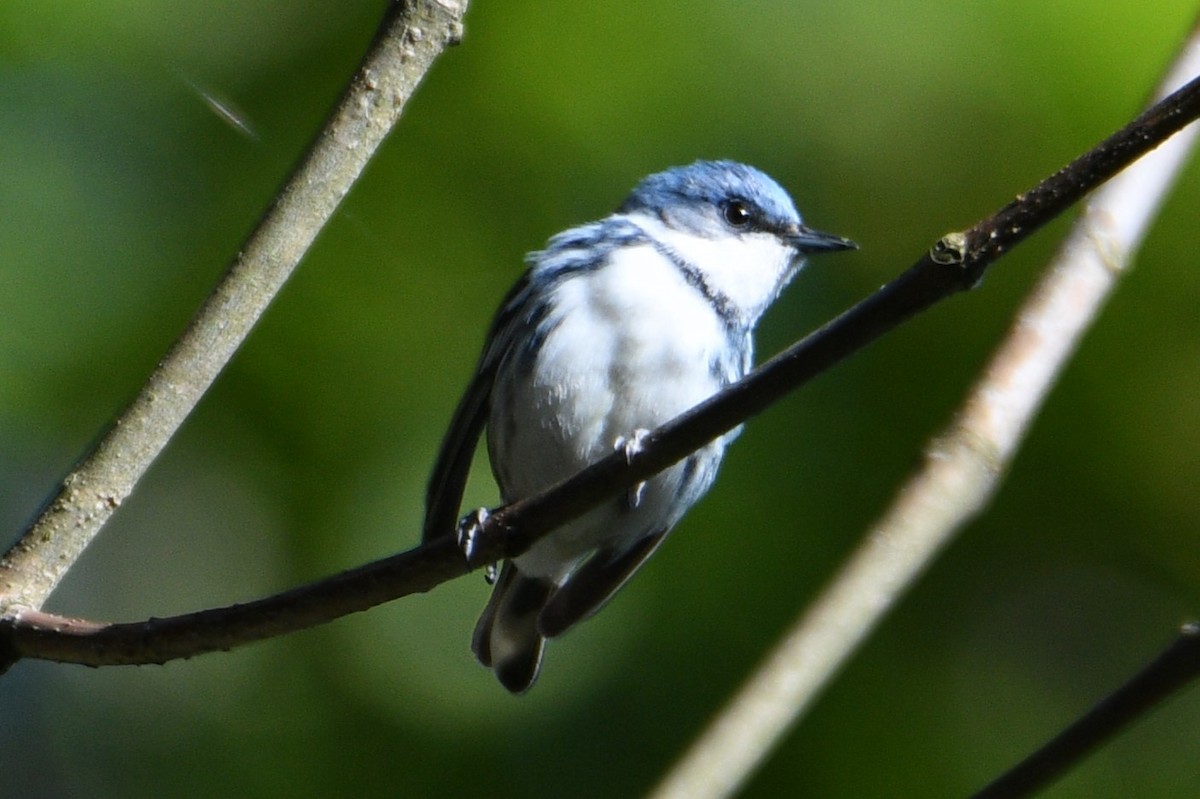 Cerulean Warbler - ML620188222