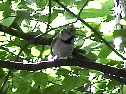 Crested Tit - ML620188223