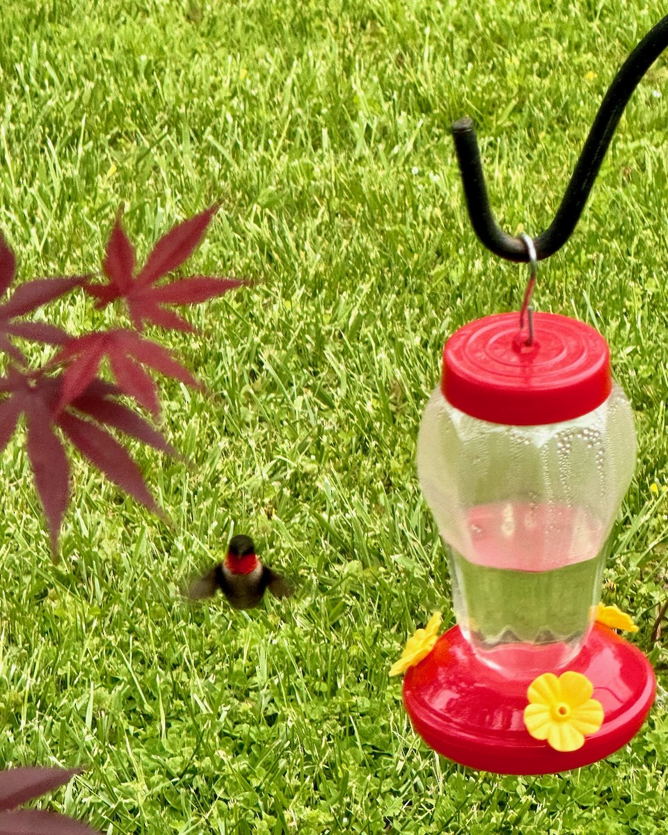 Рубиновогорлый колибри - ML620188225