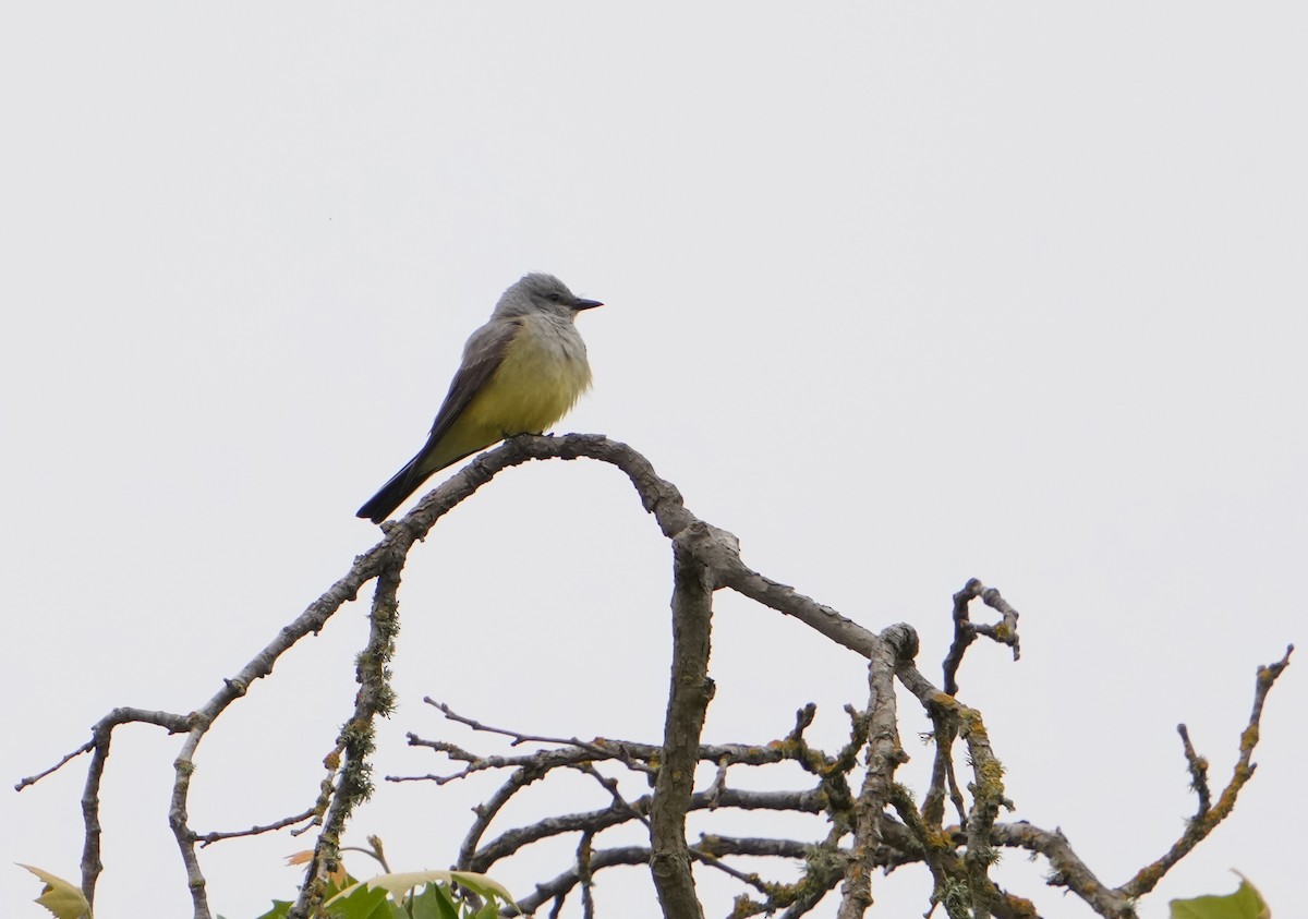 Western Kingbird - ML620188237