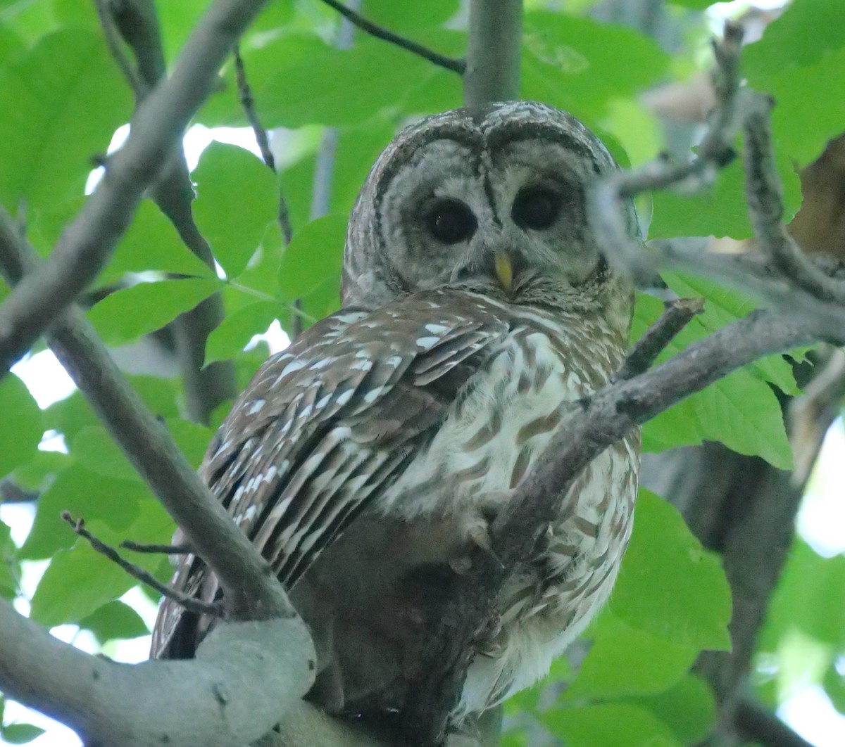 Barred Owl - ML620188238