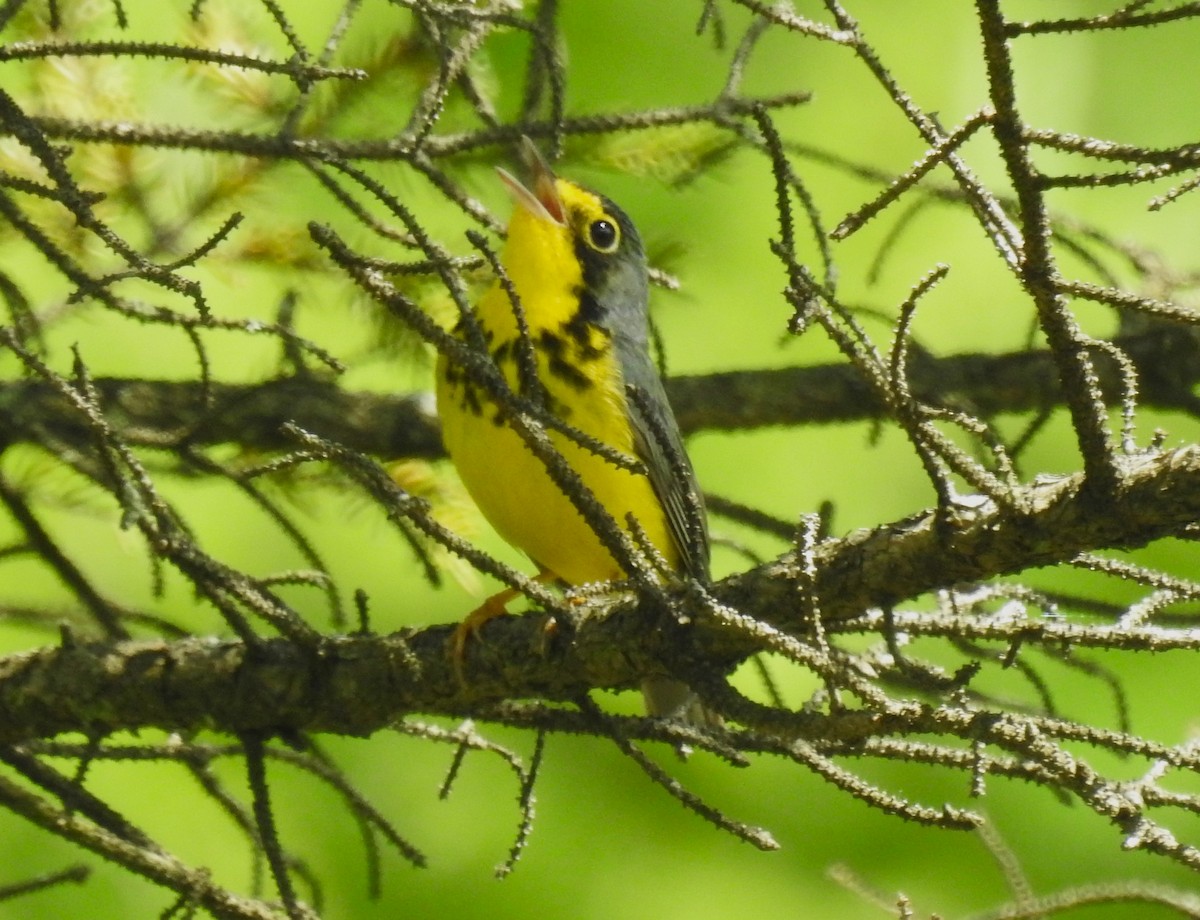 Canada Warbler - ML620188257