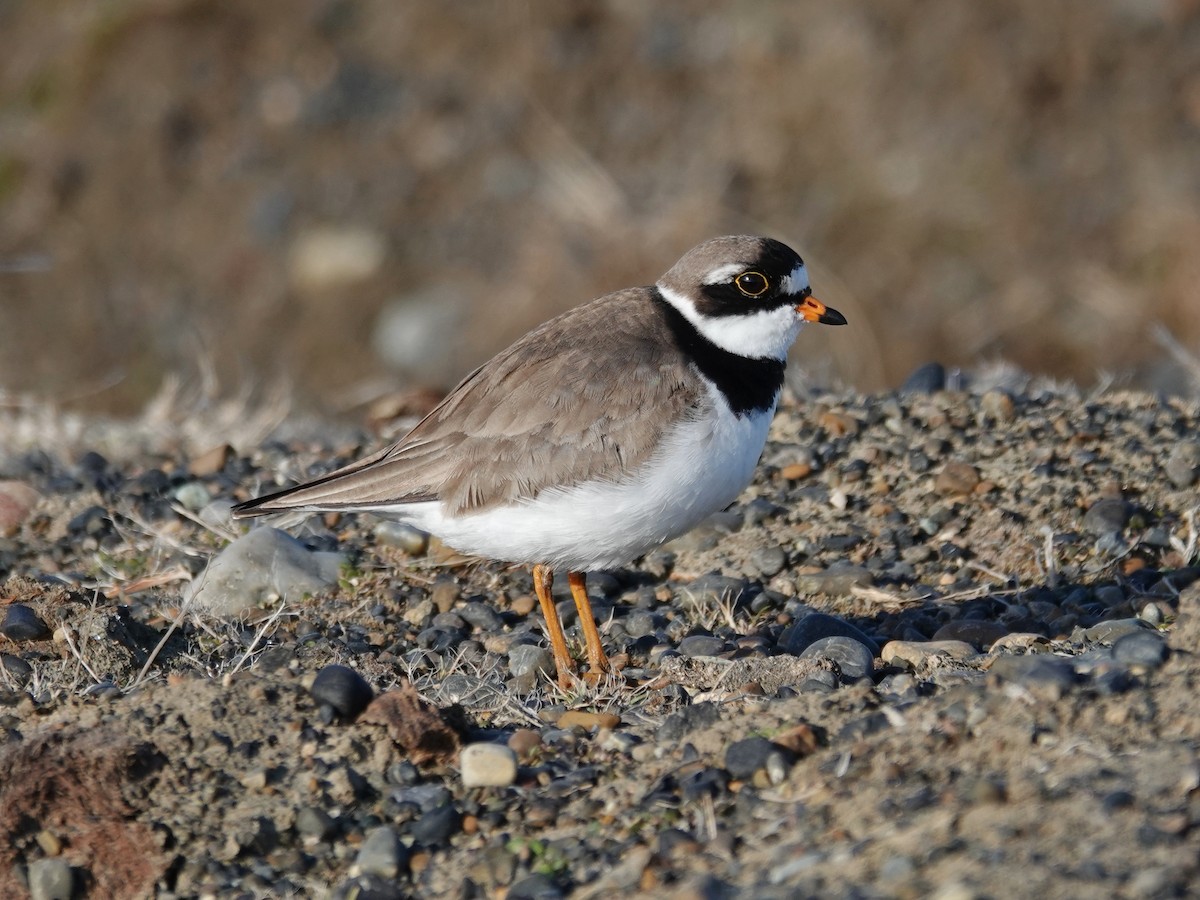 Semipalmated Plover - ML620188258