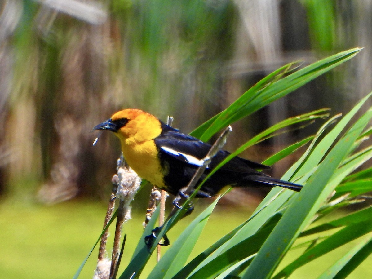 Yellow-headed Blackbird - ML620188265