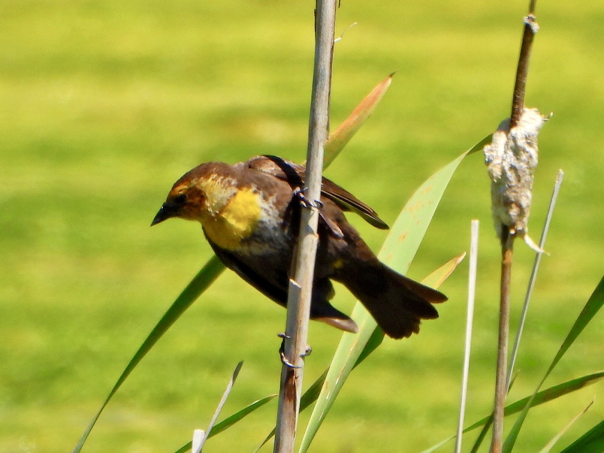 Yellow-headed Blackbird - ML620188266