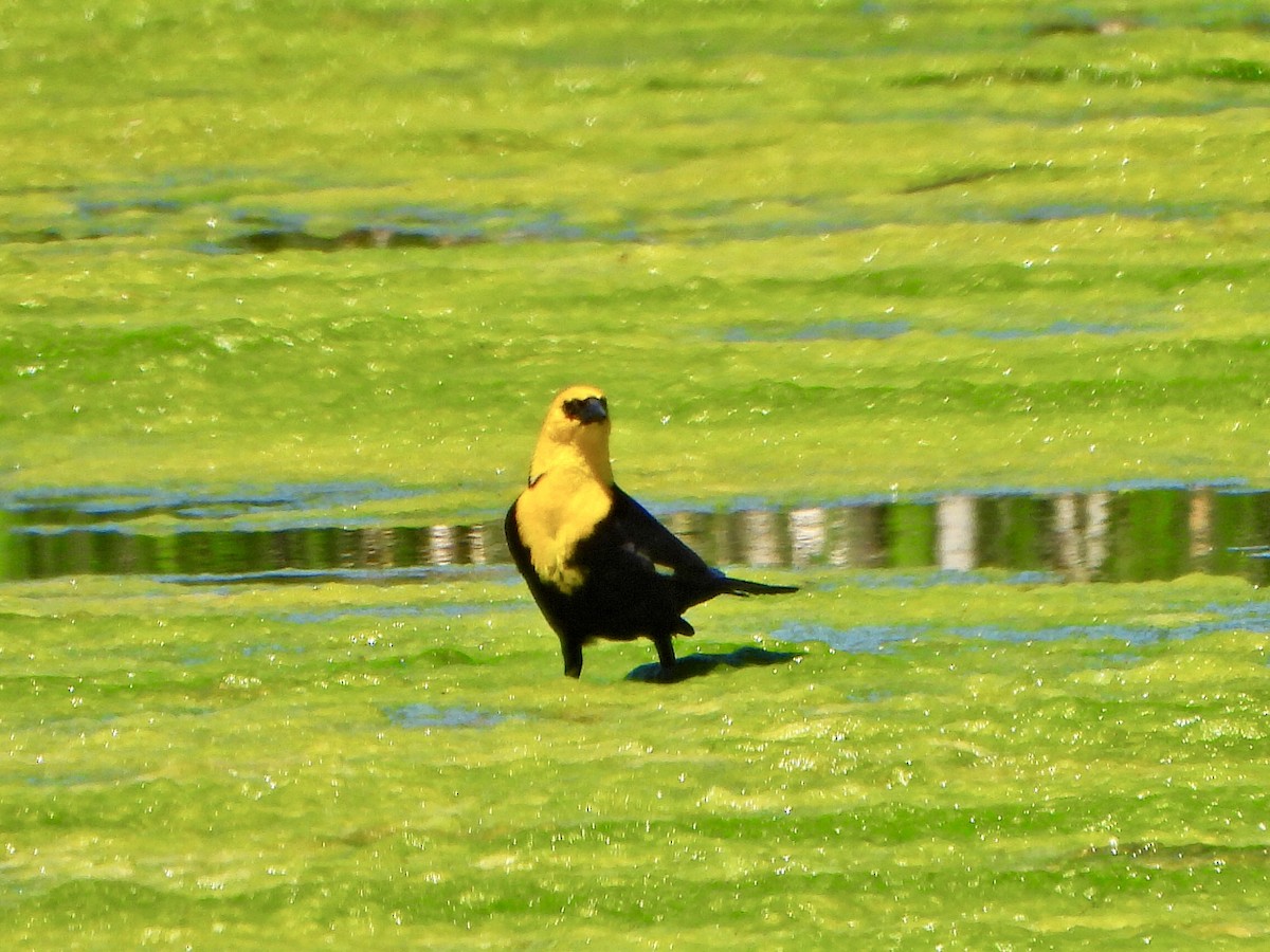 Yellow-headed Blackbird - ML620188267