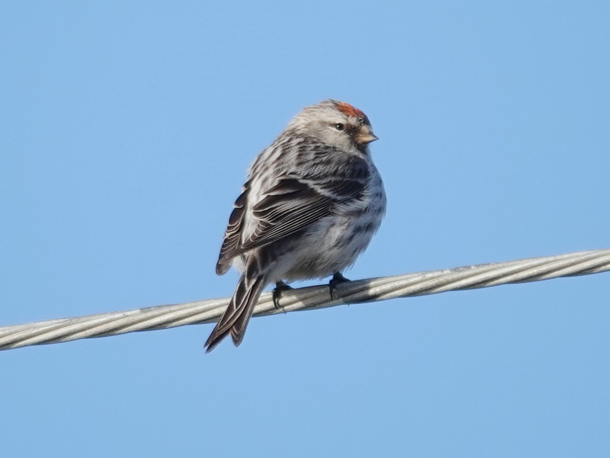 Hoary Redpoll - ML620188277