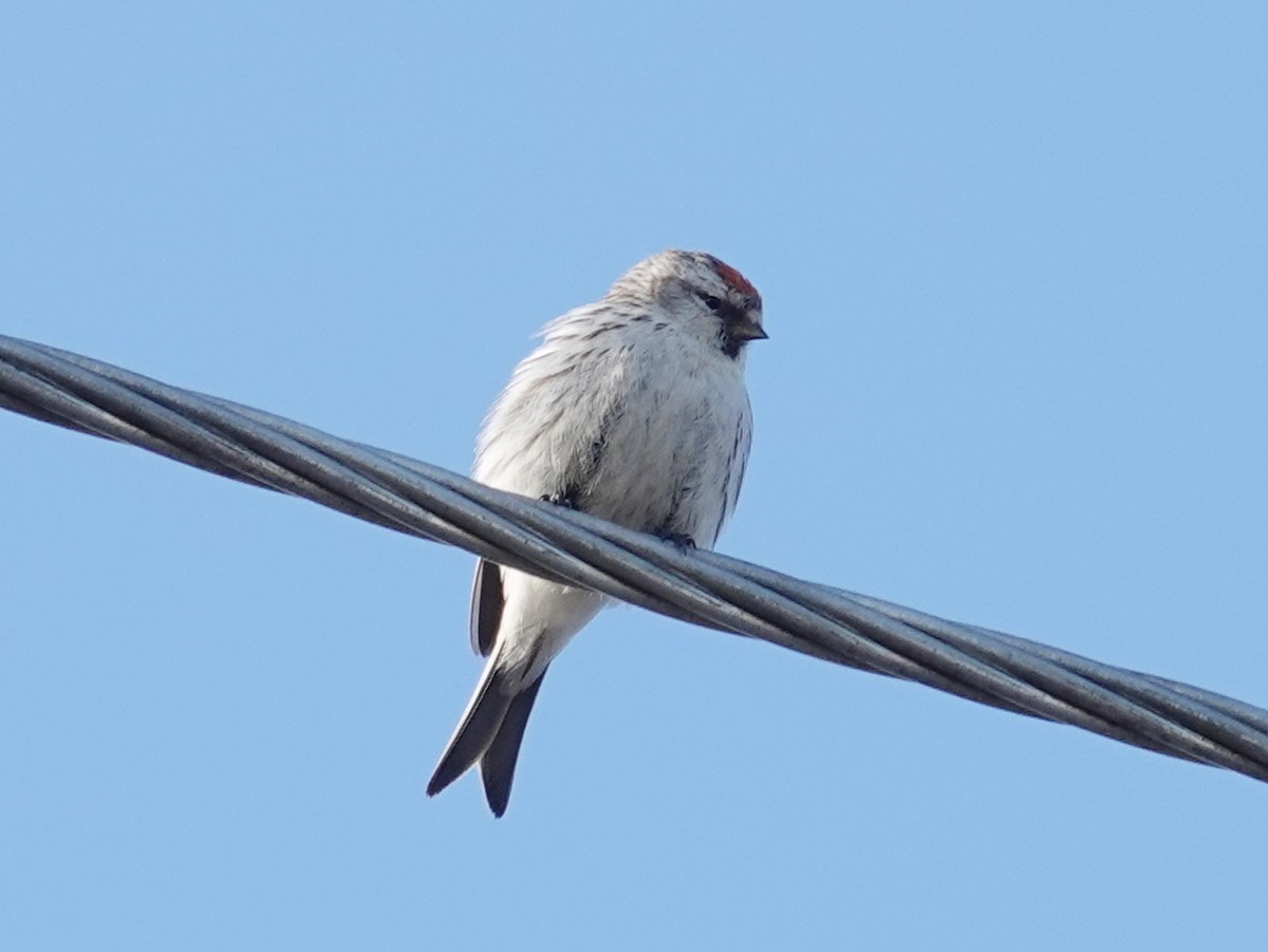 Hoary Redpoll - ML620188278