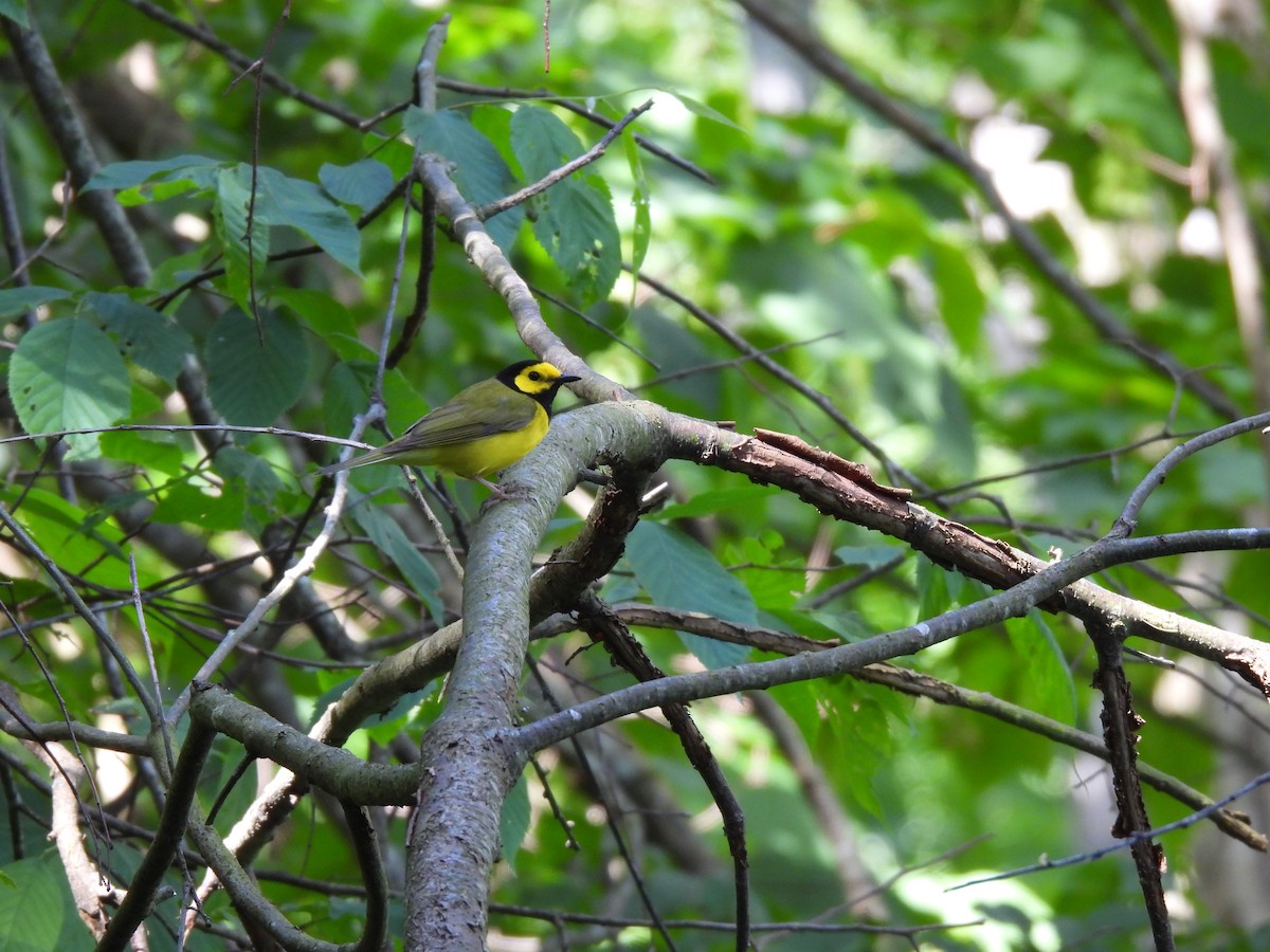 Hooded Warbler - ML620188279