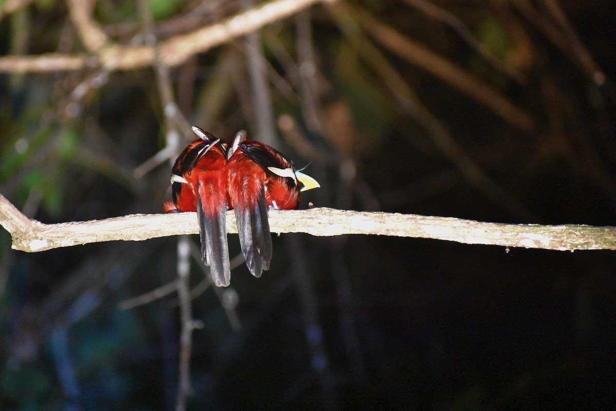 Black-and-red Broadbill - Mehdi Sadak