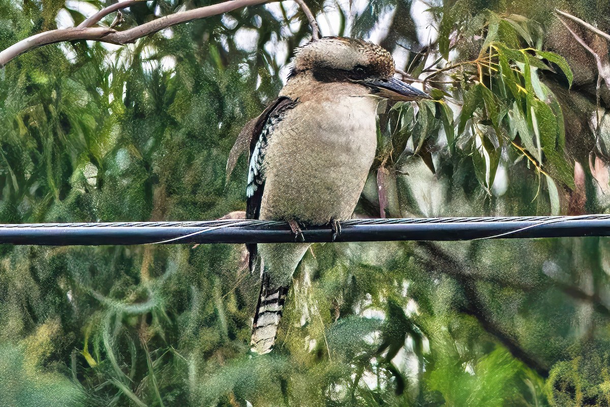 Laughing Kookaburra - ML620188282