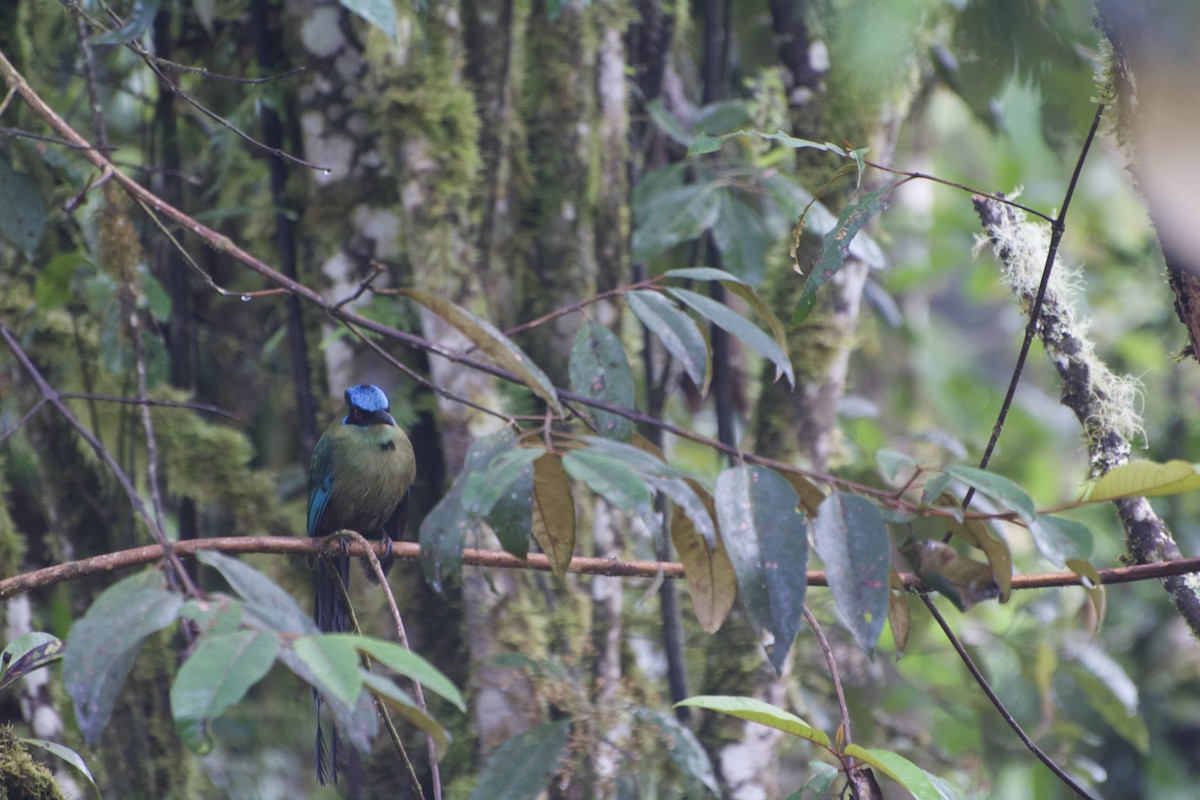 Andean Motmot - ML620188300