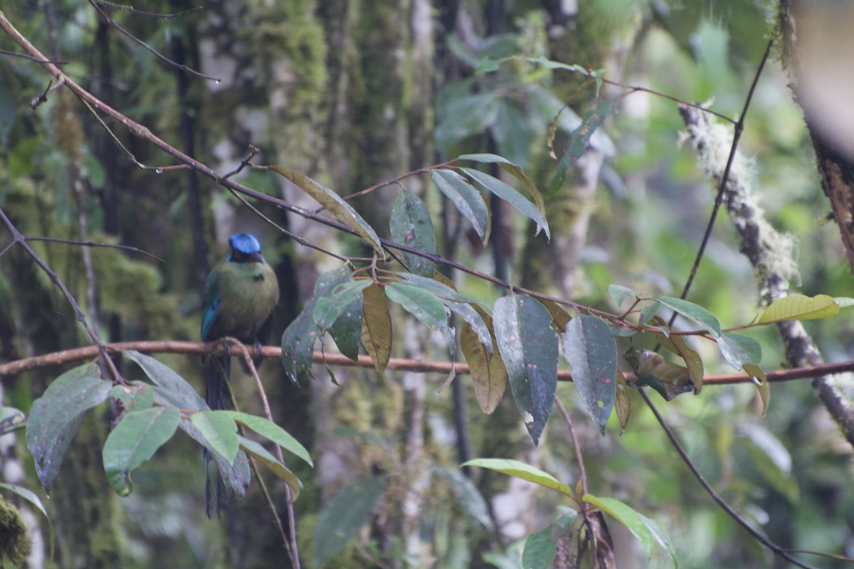 Andean Motmot - ML620188301