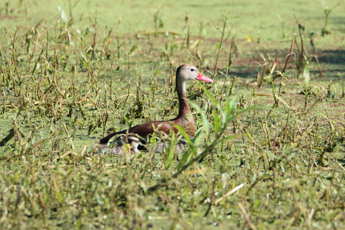 Black-bellied Whistling-Duck - ML620188310