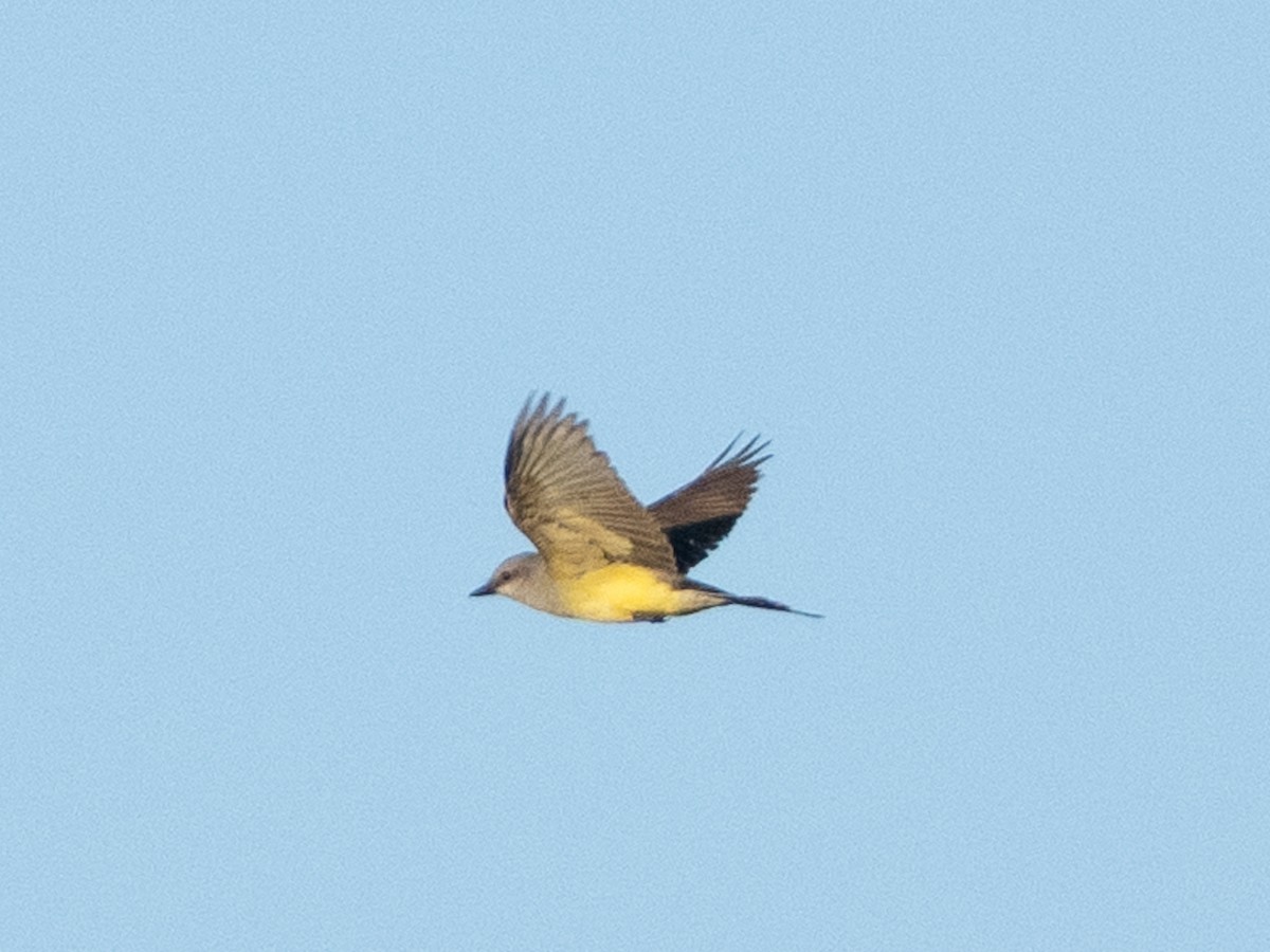 Western Kingbird - ML620188311