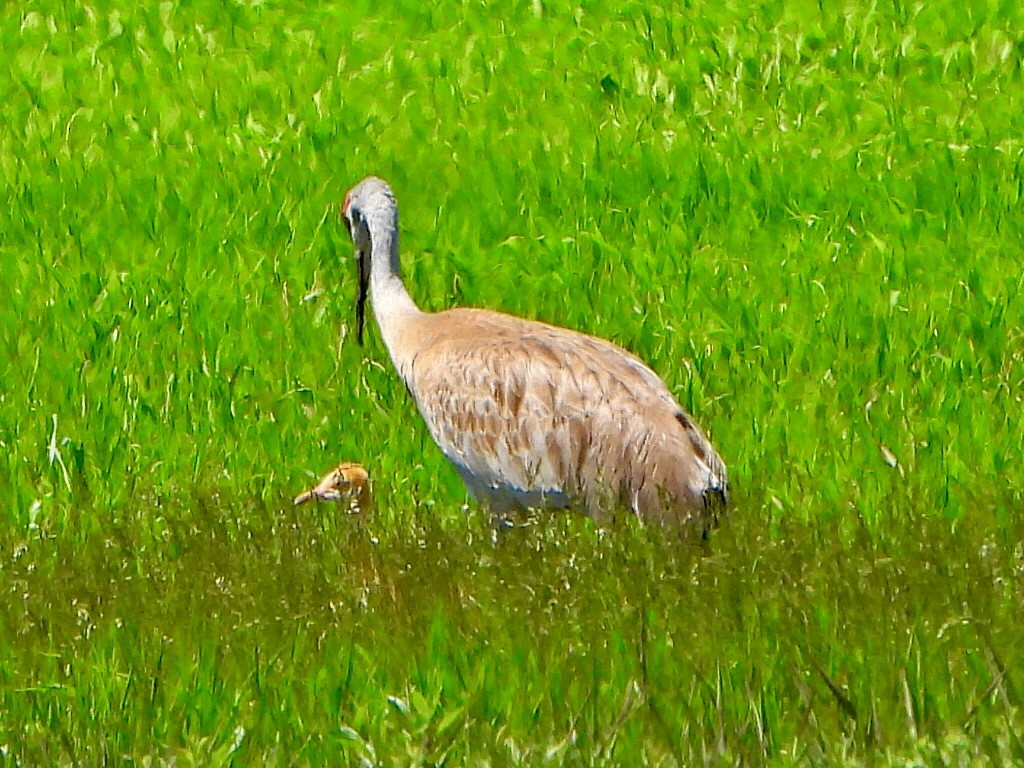 Sandhill Crane - ML620188325