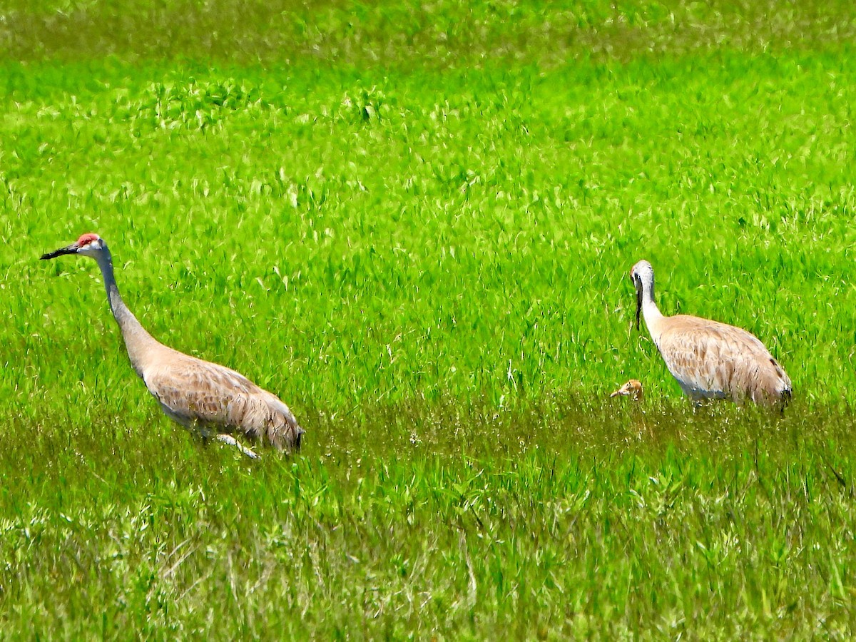 Sandhill Crane - ML620188326