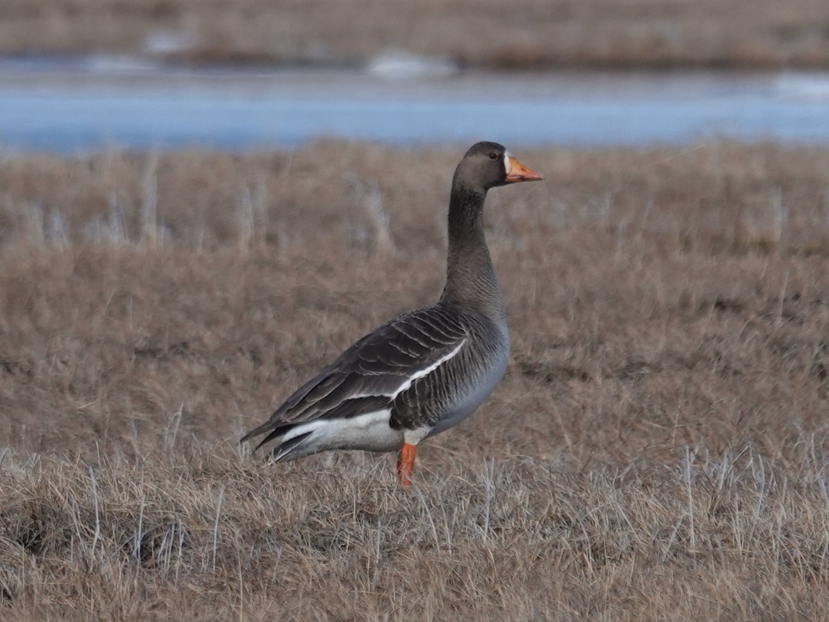 Greater White-fronted Goose (Western) - ML620188331