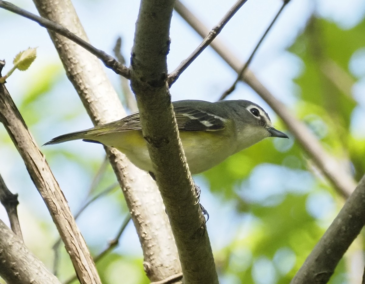 Mavi Başlı Vireo - ML620188335