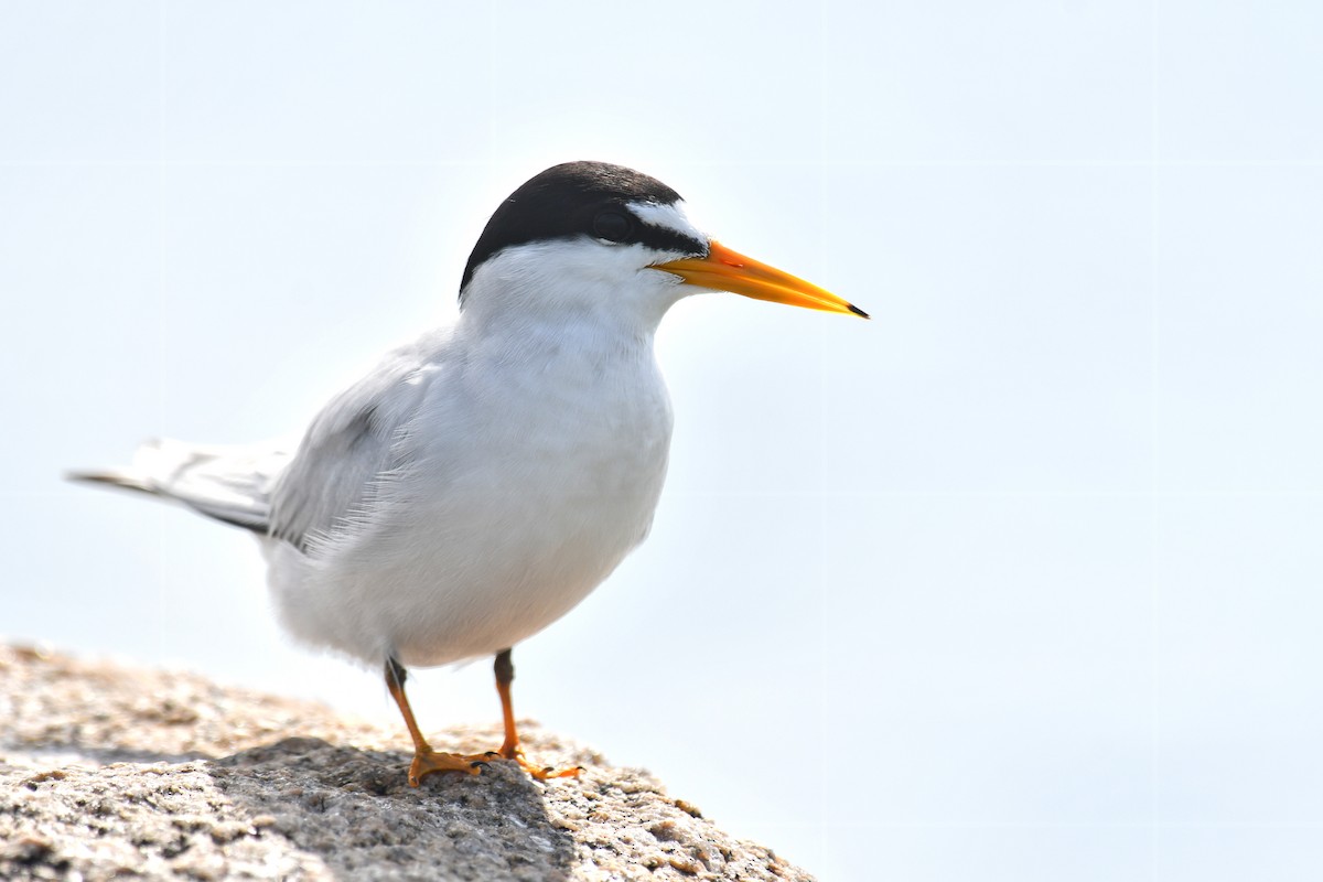 Least Tern - ML620188337