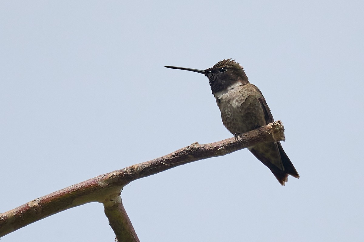 Black-chinned Hummingbird - ML620188341