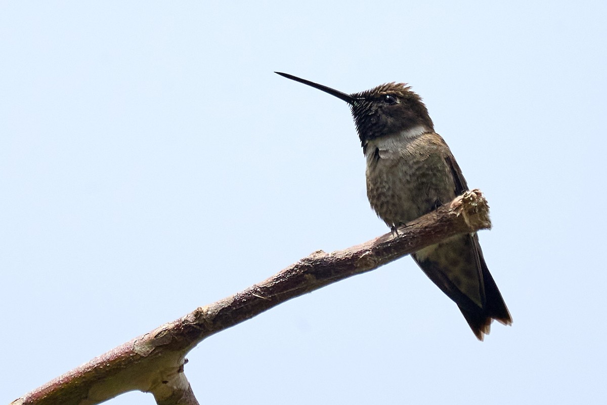 Black-chinned Hummingbird - ML620188342