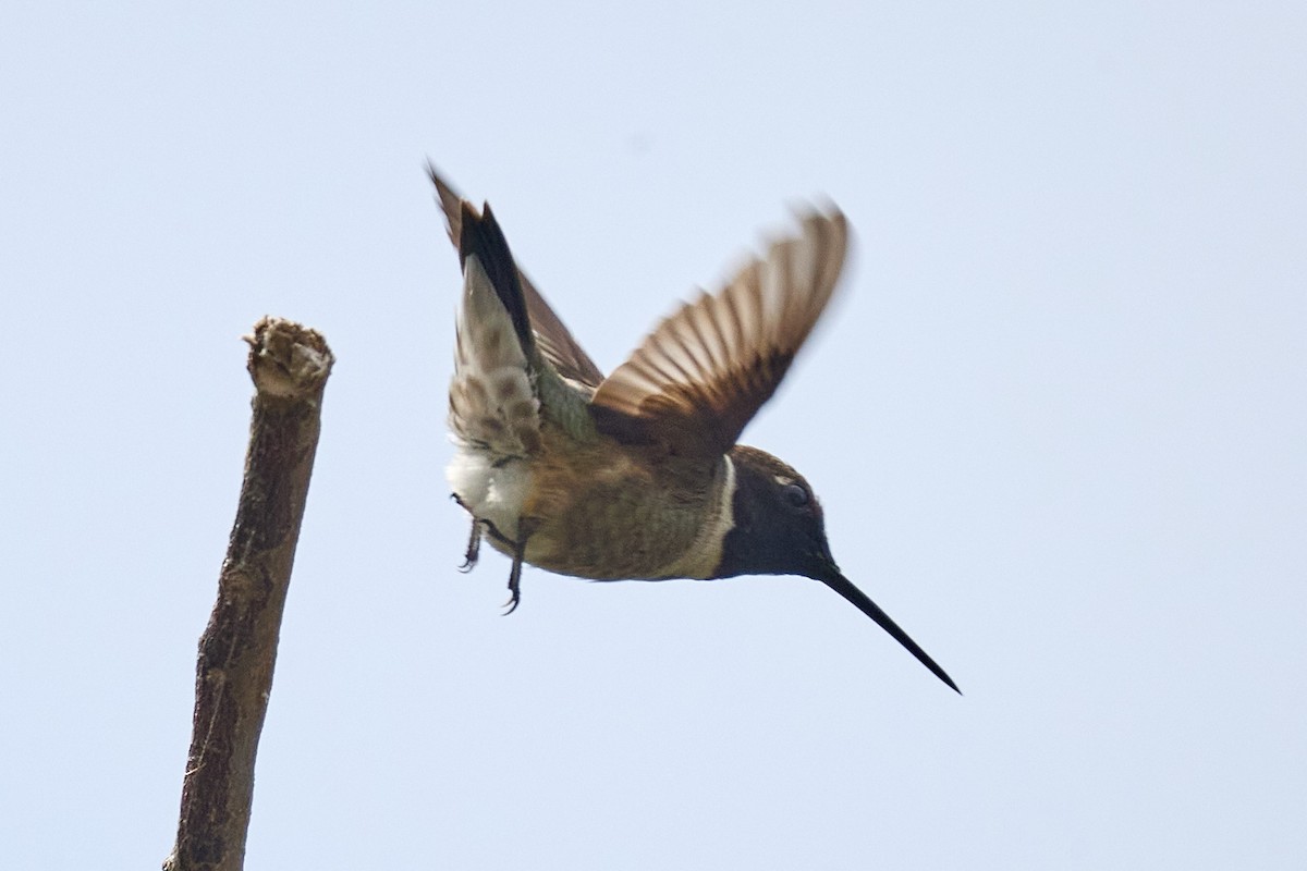 Black-chinned Hummingbird - ML620188343