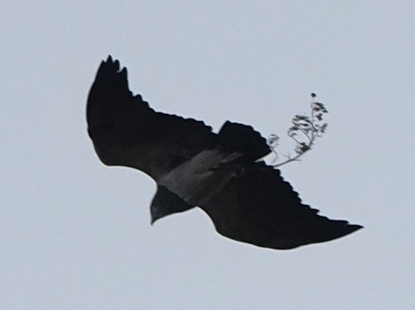 Black-chested Buzzard-Eagle - ML620188344