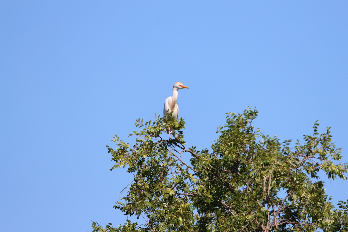 Western Cattle Egret - ML620188348