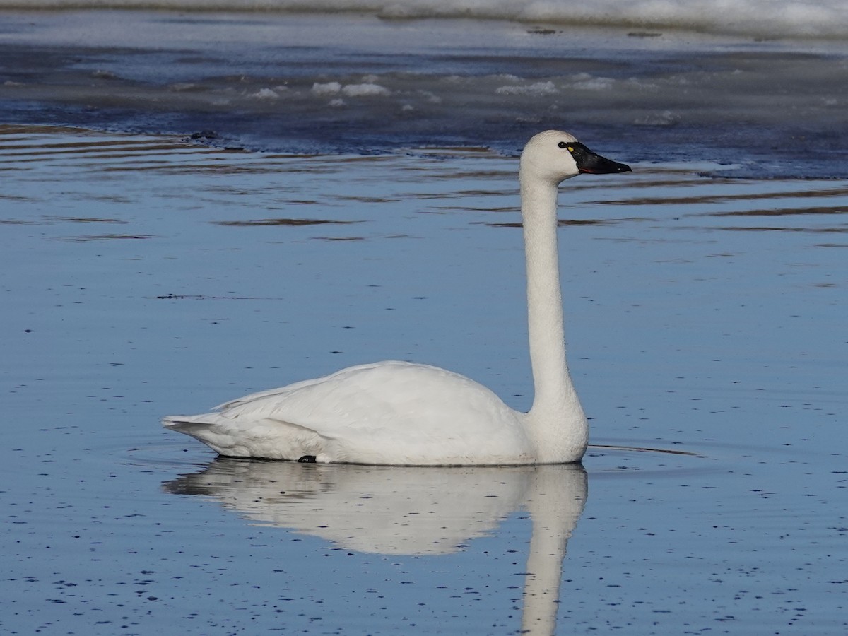 Tundra Swan (Whistling) - ML620188356