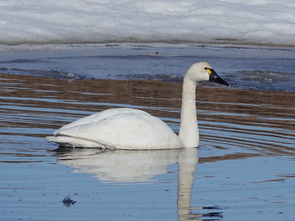 Tundra Swan (Whistling) - ML620188357