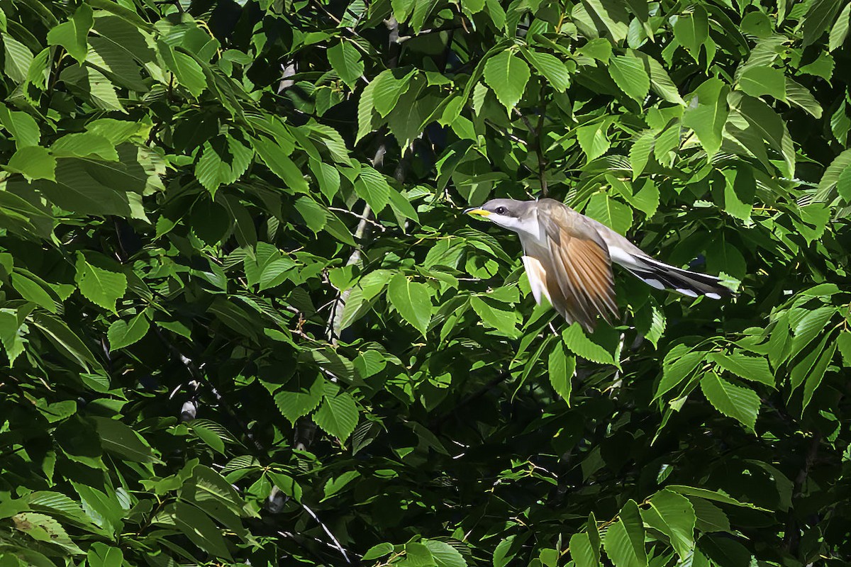 Yellow-billed Cuckoo - ML620188358