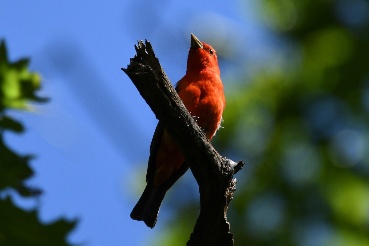Scarlet Tanager - ML620188365